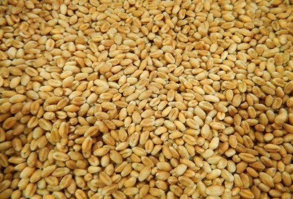пшеница, пшеница купить, пшеница зерно