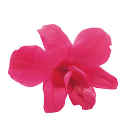Фитопанель - Стабилизированная орхидея - цвет красный для изготовления фитостен и фитопанелей - заказать в ООО ГРИН ТРИ  с доставкой по России - 8(800)500-35-57