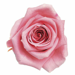 Фитопанель - Стабилизированная роза - цвет розовый для изготовления фитостен и фитопанелей - заказать в ООО ГРИН ТРИ  с доставкой по России - 8(800)500-35-57