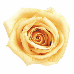 Фитопанель - Стабилизированная роза - цвет желтый для изготовления фитостен и фитопанелей - заказать в ООО ГРИН ТРИ  с доставкой по России - 8(800)500-35-57