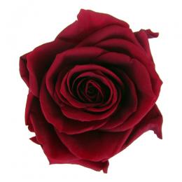 Фитопанель - Стабилизированная роза - цвет бордовый для изготовления фитостен и фитопанелей - заказать в ООО ГРИН ТРИ  с доставкой по России - 8(800)500-35-57