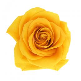 Фитопанель - Стабилизированная роза - цвет насыщенный желтый для изготовления фитостен и фитопанелей - заказать в ООО ГРИН ТРИ  с доставкой по России - 8(800)500-35-57