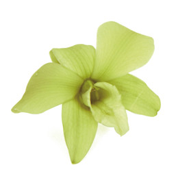 Фитопанель - Стабилизированная орхидея - цвет зеленый для изготовления фитостен и фитопанелей - заказать в ООО ГРИН ТРИ  с доставкой по России - 8(800)500-35-57