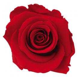 Фитопанель - Стабилизированная роза - цвет красный для изготовления фитостен и фитопанелей - заказать в ООО ГРИН ТРИ  с доставкой по России - 8(800)500-35-57