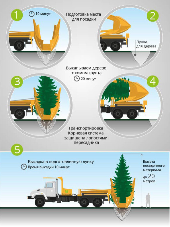 Пересадка крупномеров в Новосибирске