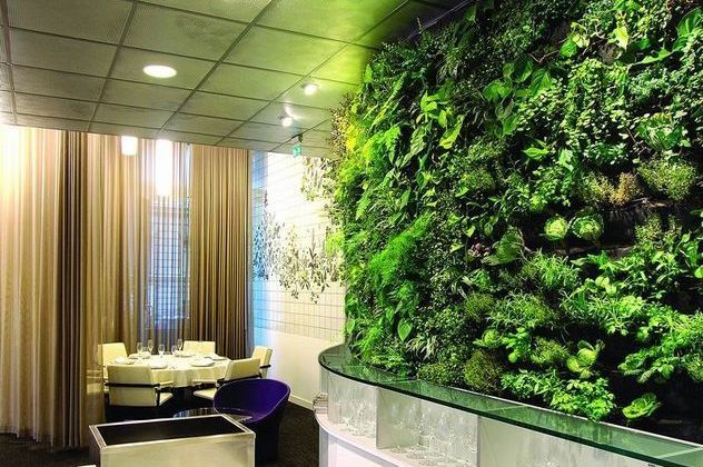 Зеленая стена растений