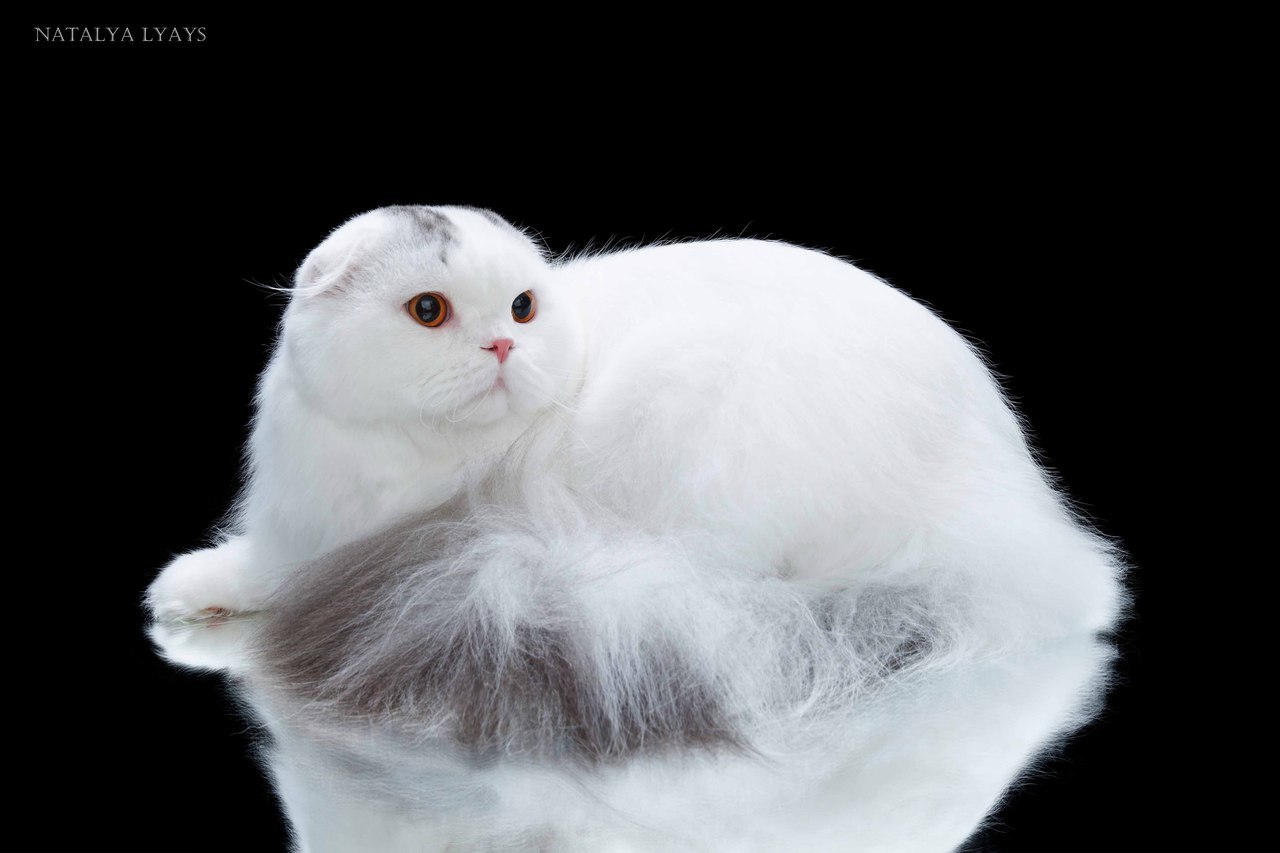Фото Белой Шотландской Кошки