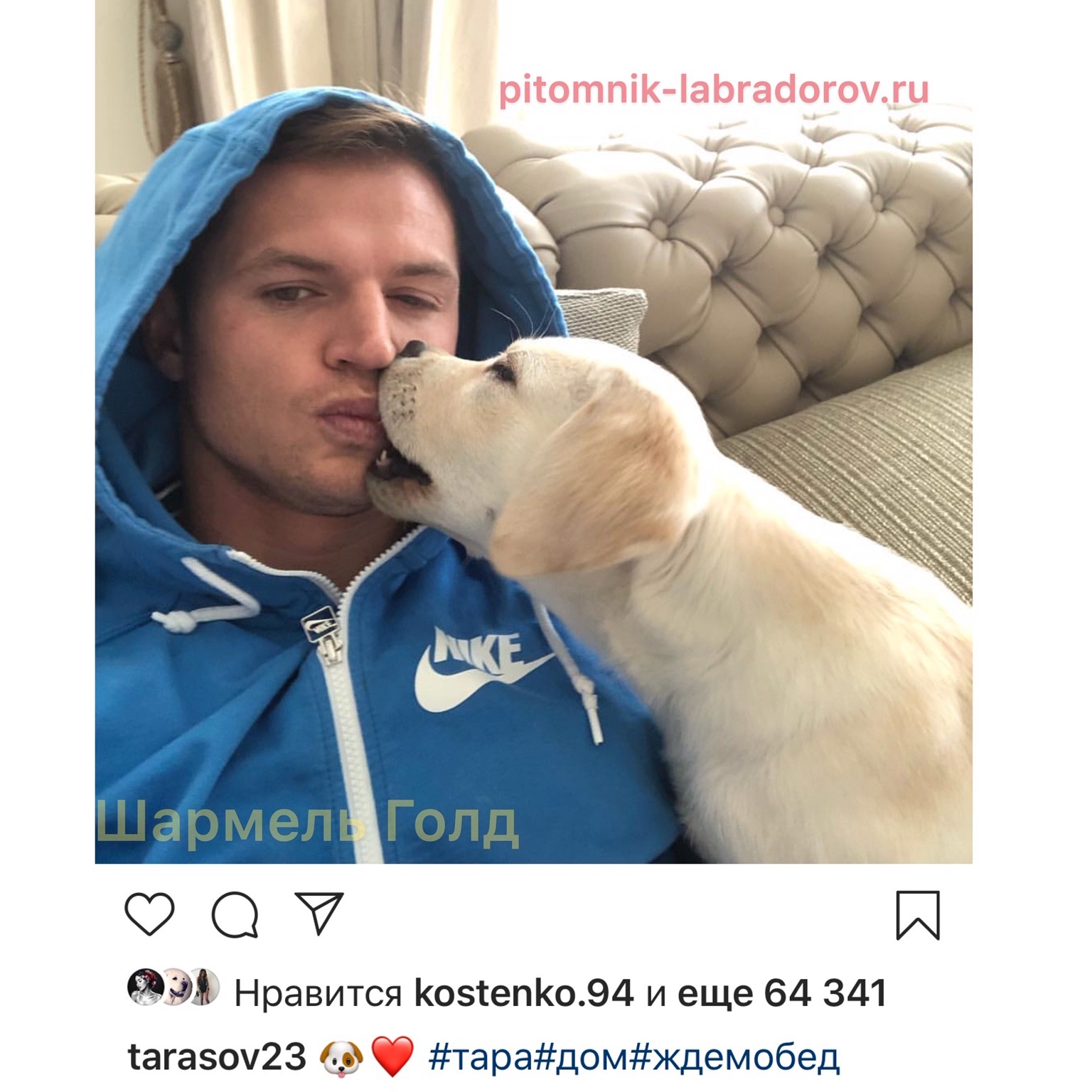 питомник лабрадоров