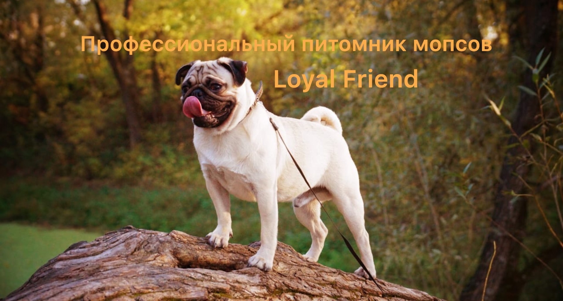 щенки мопсов