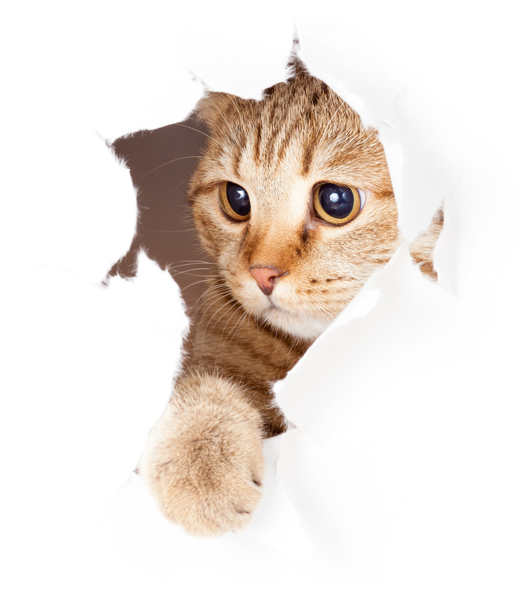 Кот выглядывает