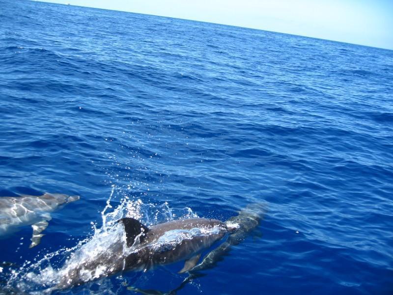Фото дельфинов на морской прогулке