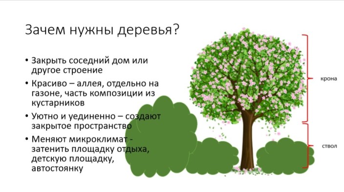 Б деревья нужны. Строение кустарника. Картинки для чего нужны деревья. Что такое дерево и для чего оно нужно. Кому нужны деревья в лесу.